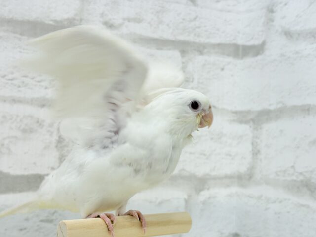オカメインコ