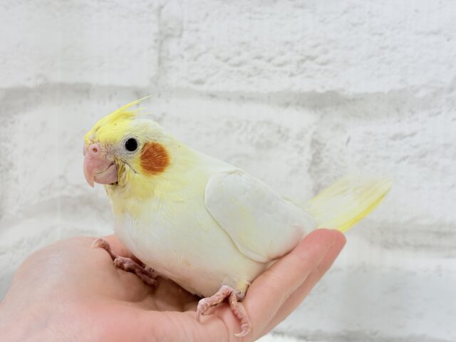 オカメインコ