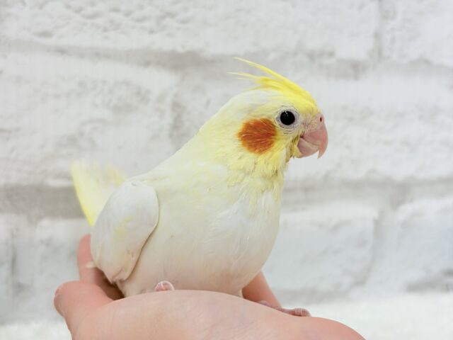 オカメインコ