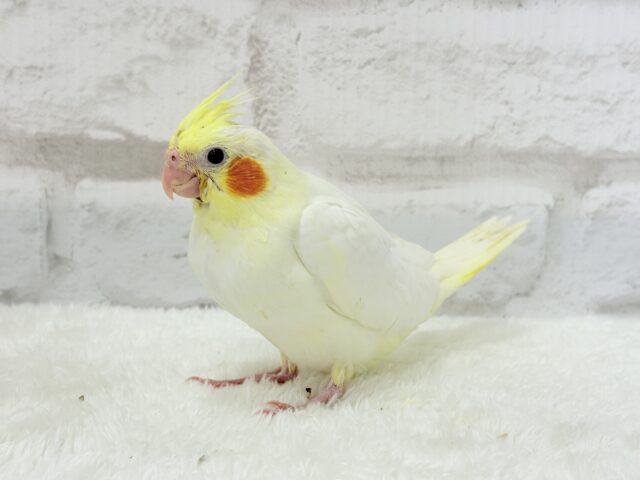 オカメインコ