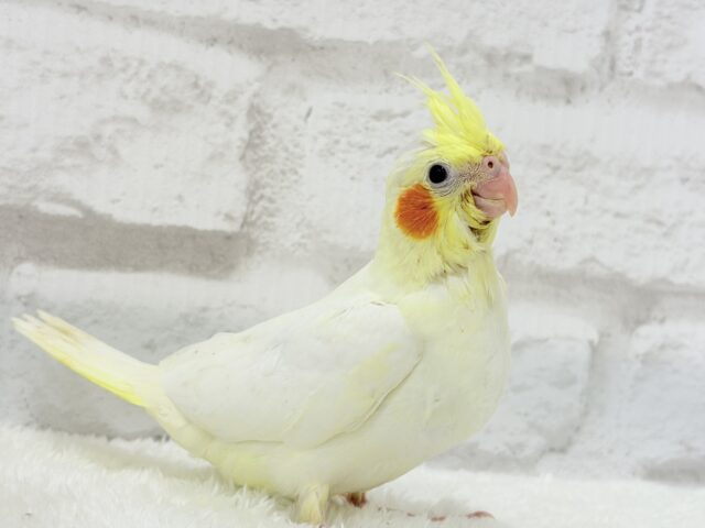 オカメインコ