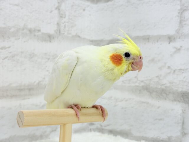 オカメインコ