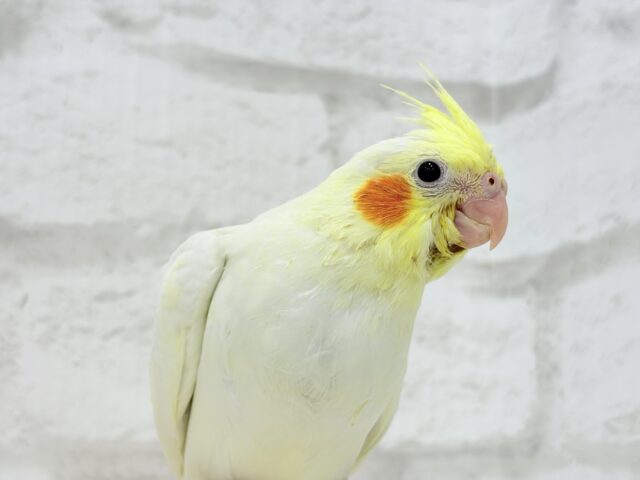 オカメインコ
