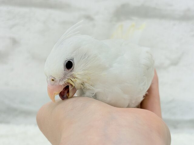 オカメインコ