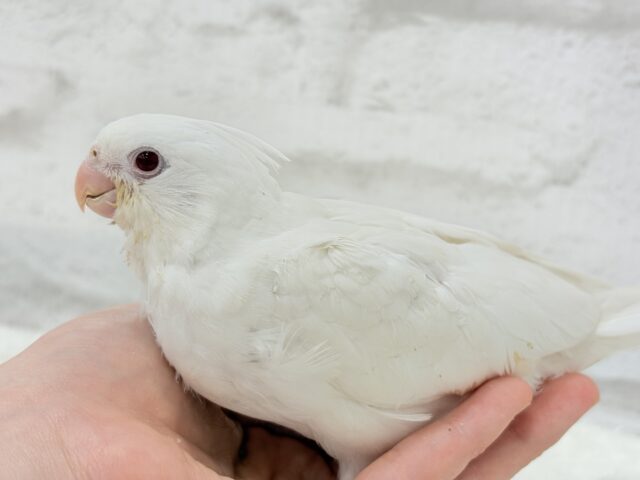 オカメインコ