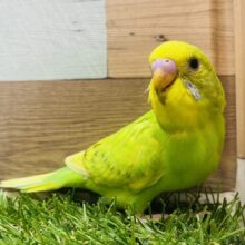 最新画像有ります❗️森の中の世界へようこそ🌳💛森林カラーの素敵なセキセイインコのスパングル❗️
