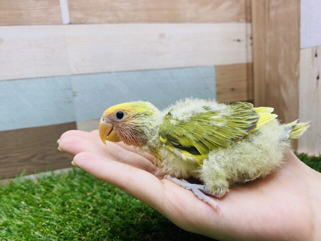 コザクラインコ（小桜インコ）