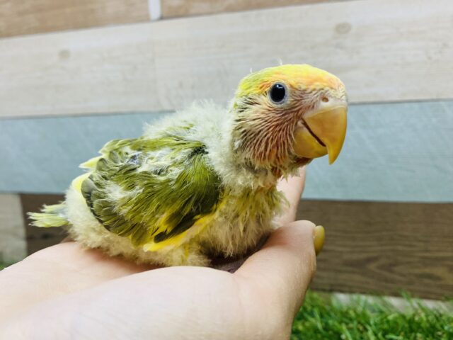 コザクラインコ（小桜インコ）