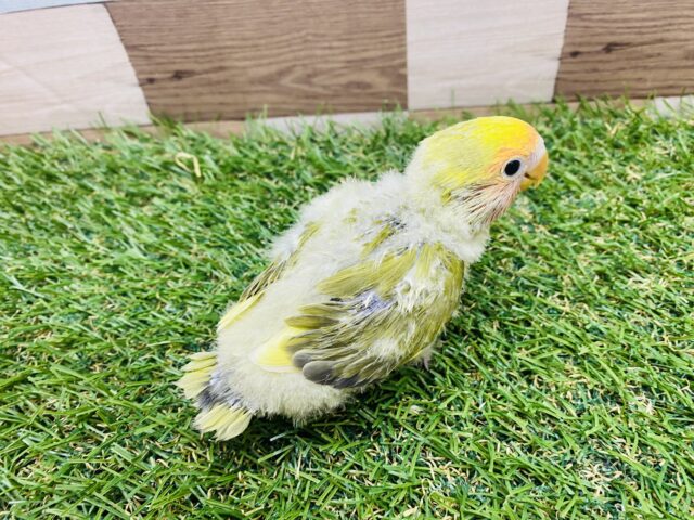コザクラインコ（小桜インコ）