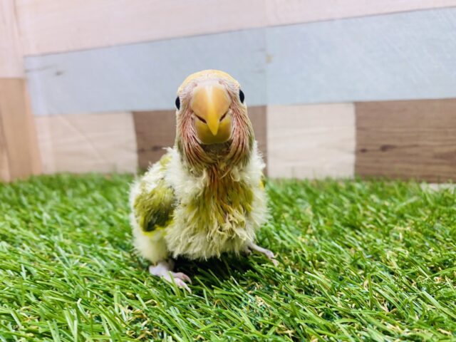 コザクラインコ（小桜インコ）