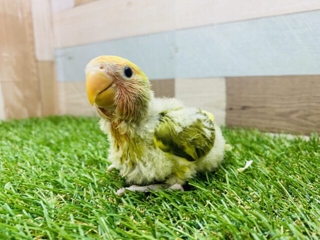 コザクラインコ（小桜インコ）