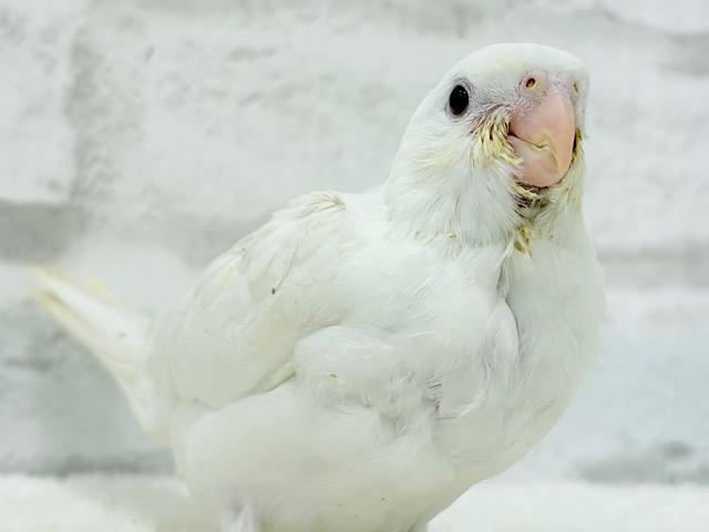 【最新画像更新🪄】来ました♡.·*.純白の天使🪽‪オカメインコ(ピュアホワイト) ヒナ