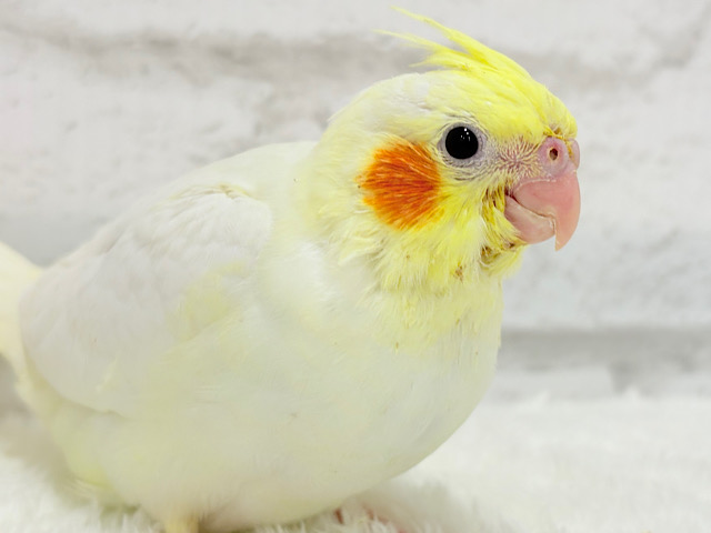 【最新画像更新🪄】ミニマムサイズだけど愛はヘビー級！？💖オカメインコ(ルチノー) ヒナ