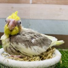 にっこりオカメsmile😊振りまいちゃうよ〜💕オカメインコシナモンパイド！