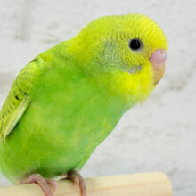 菜の花カラーのキュートフェイス🍬セキセイインコ(スパングル) ヒナ