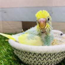 愛嬌抜群なんです‼️グイグイ来てくれるセキセイインコパステルカラーレインボーパイド🌈