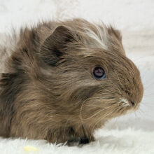 見れば見るほどハマる子！！！アビシニアンモルモット(男の子)