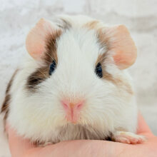 おめめと耳は大きめが可愛いでしょ？💖イングリッシュモルモット(男の子)