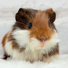 ぼくのミルクは多めにしてねっ🍼イングリッシュモルモット(男の子)