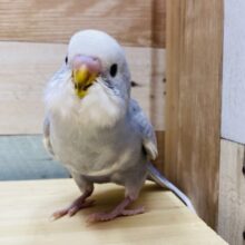 最新画像有ります❗️えっほ！えっほ！グレーが可愛いって伝えなきゃ🩶セキセイインコのグレースパングル‼️