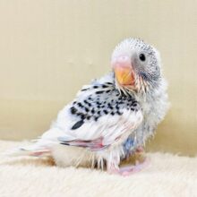 こんにちは！やってきたよ セキセイインコちゃん（パイド）