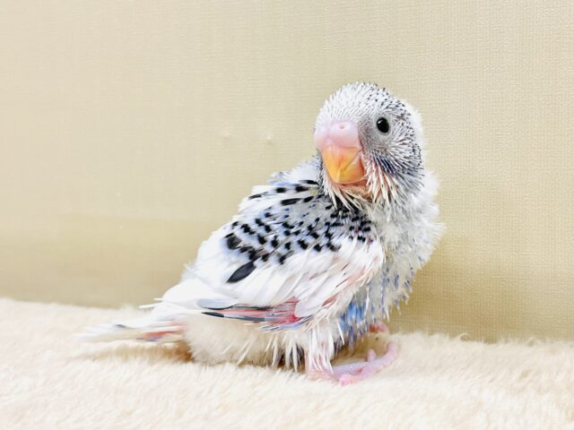 こんにちは！やってきたよ セキセイインコちゃん（パイド）