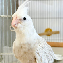 “透明感”ってこういうことを言うんだね🫧オカメインコ(WFシナモンパールパイド)