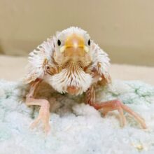 これから大きくなるよ✨白文鳥さん