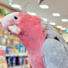 甘えんぼの極みです💖モモイロインコ(ノーマル) 女の子