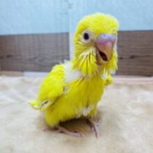 ピヨピヨ〜元気いっぱいにアピールしちゃうよ🐣💛セキセイインコのルチノー❗️