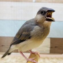 最新画像有ります❗️ブラックでクールなイケメンさん😎✨桜文鳥❗️