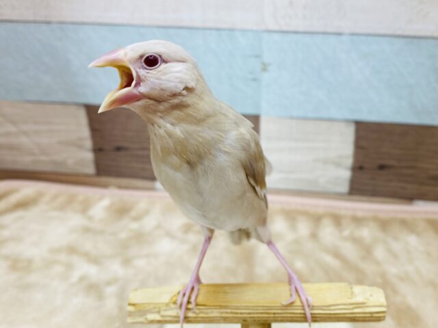 シナモン文鳥