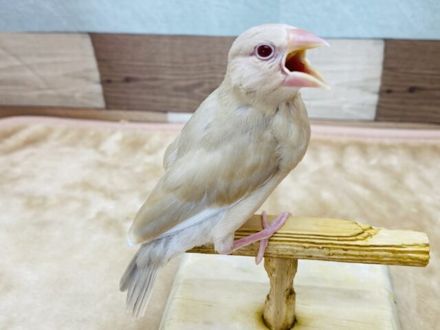 シナモン文鳥