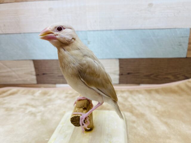 シナモン文鳥
