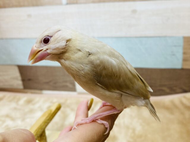シナモン文鳥