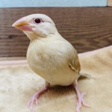最新画像有ります🌟優しい〜シナモンで包み込んでください🩷キラッと輝く赤目ちゃんなシナモン文鳥❗️