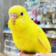 【最新画像】ニッコニコ✨ごきげんだよっ♪ セキセイインコ（ハルクイン）
