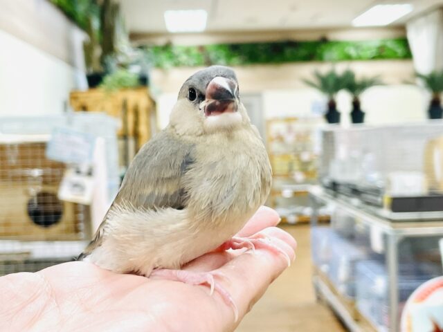 桜文鳥
