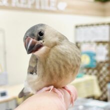 【最新画像】好奇心旺盛！ご近所を探検するよ✨桜文鳥さん