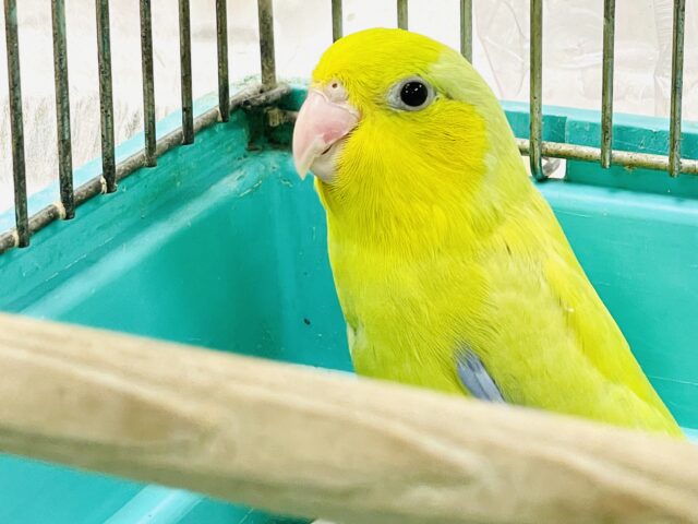 マメルリハ