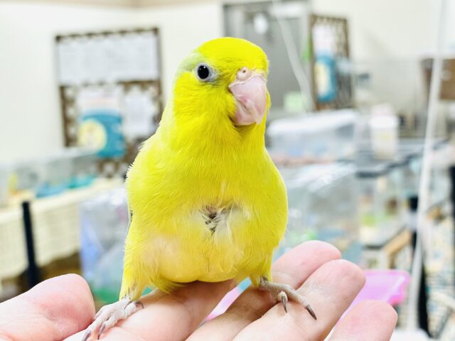 マメルリハ