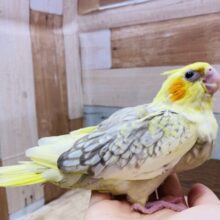 たくさんの表情を見せてくれるキュートオカメちゃんです💕オカメインコのシナモンパールパイド🌟