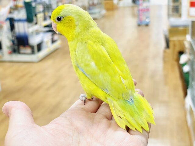 マメルリハ