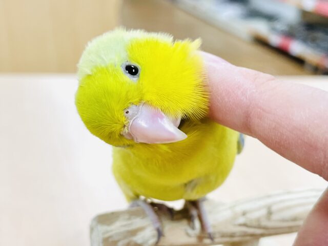 マメルリハ