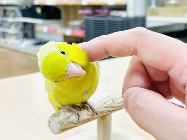 マメルリハ