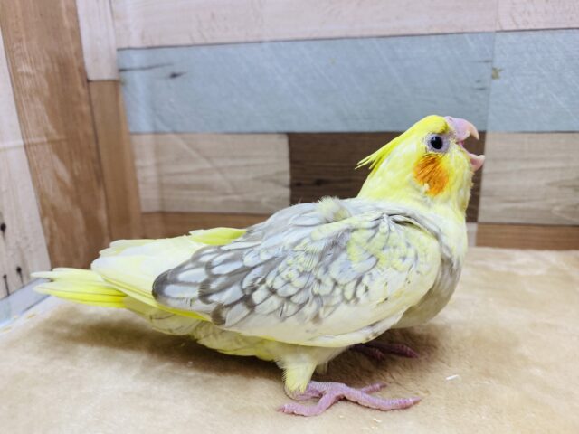 オカメインコ