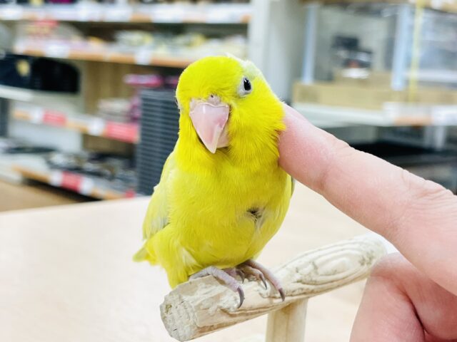 マメルリハ