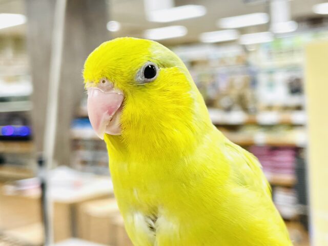 マメルリハ