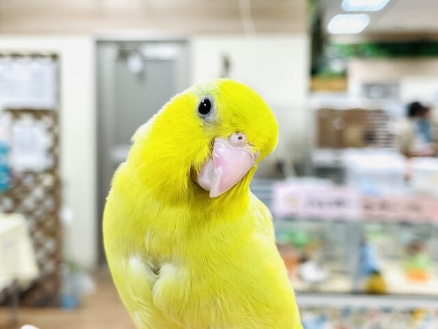 マメルリハ