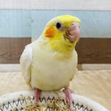 最新画像有ります⭐️オカメインコと言えばこのカラーでしょ‼️優しいたまごちゃんなオカメインコルチノー🥚💛
